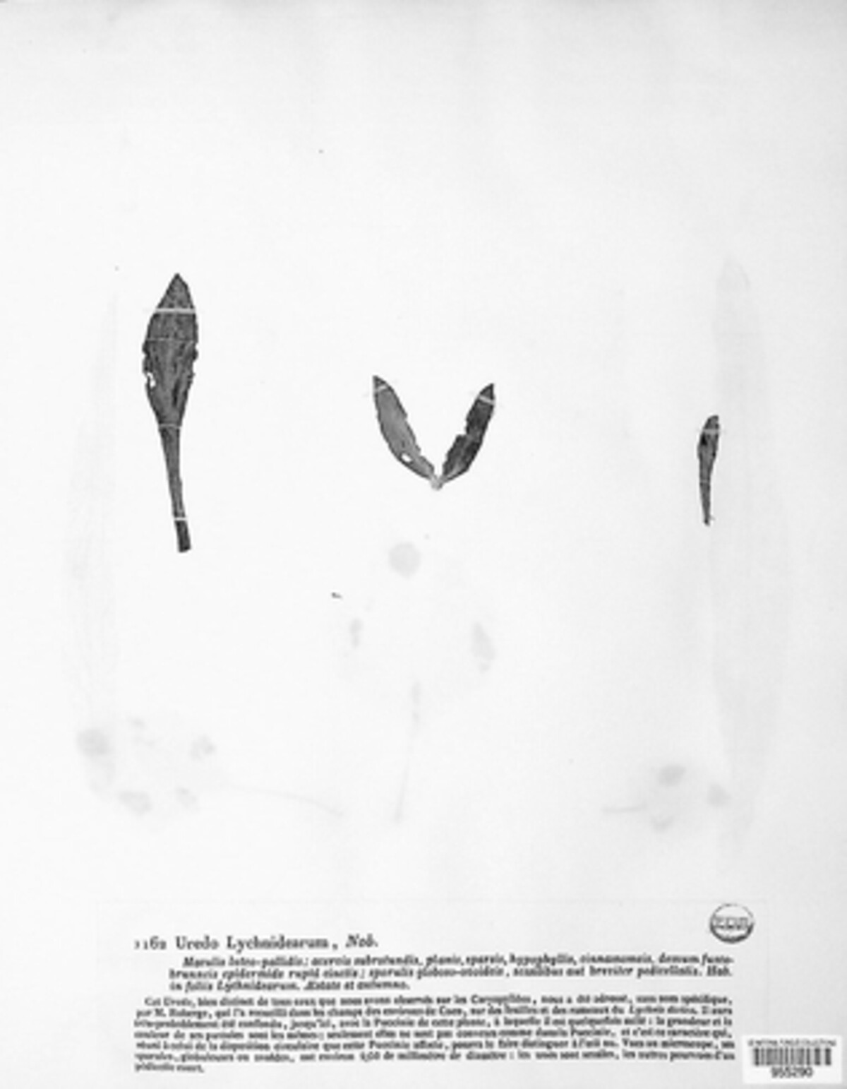 Uredo lychnidearum image